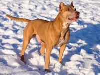 American Pit Bull Terrier thumbnail